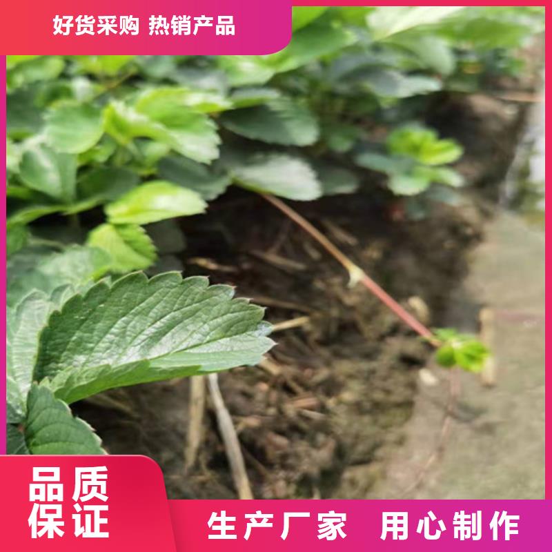 草莓苗【1公分杏树苗】本地配送