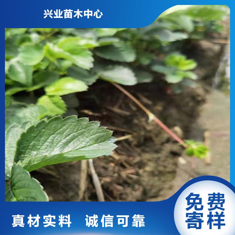 草莓苗【苹果苗】厂家直销大量现货