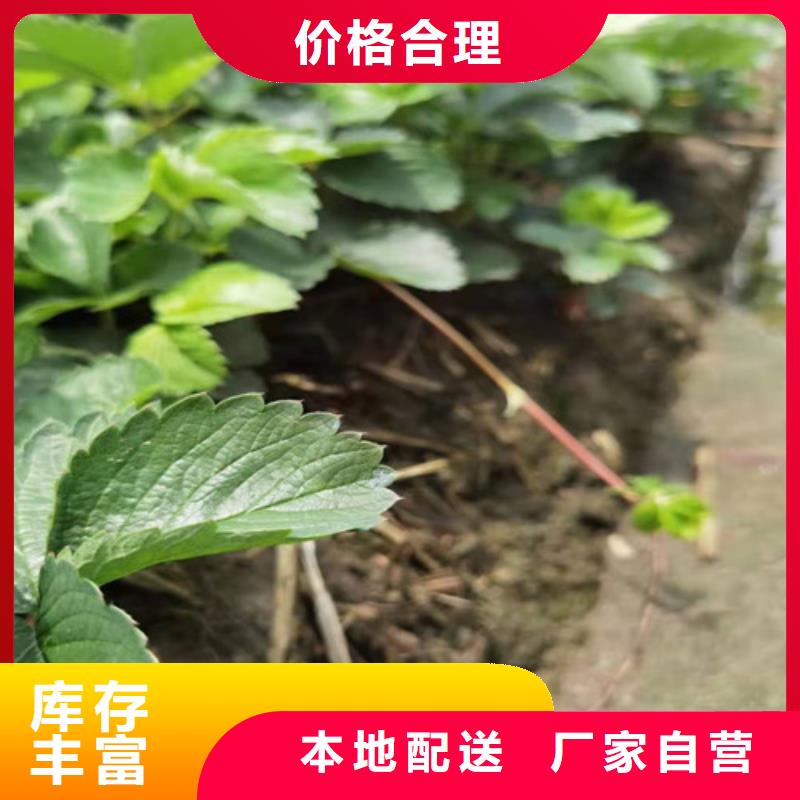 草莓苗樱桃树苗随心所欲定制