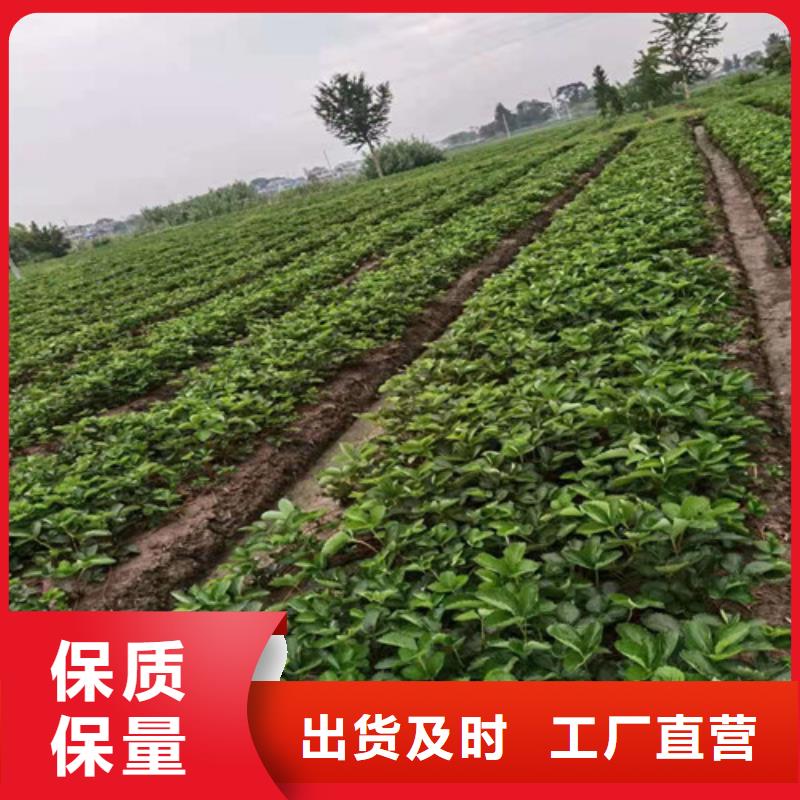 草莓苗_【无花果苗】价格有优势