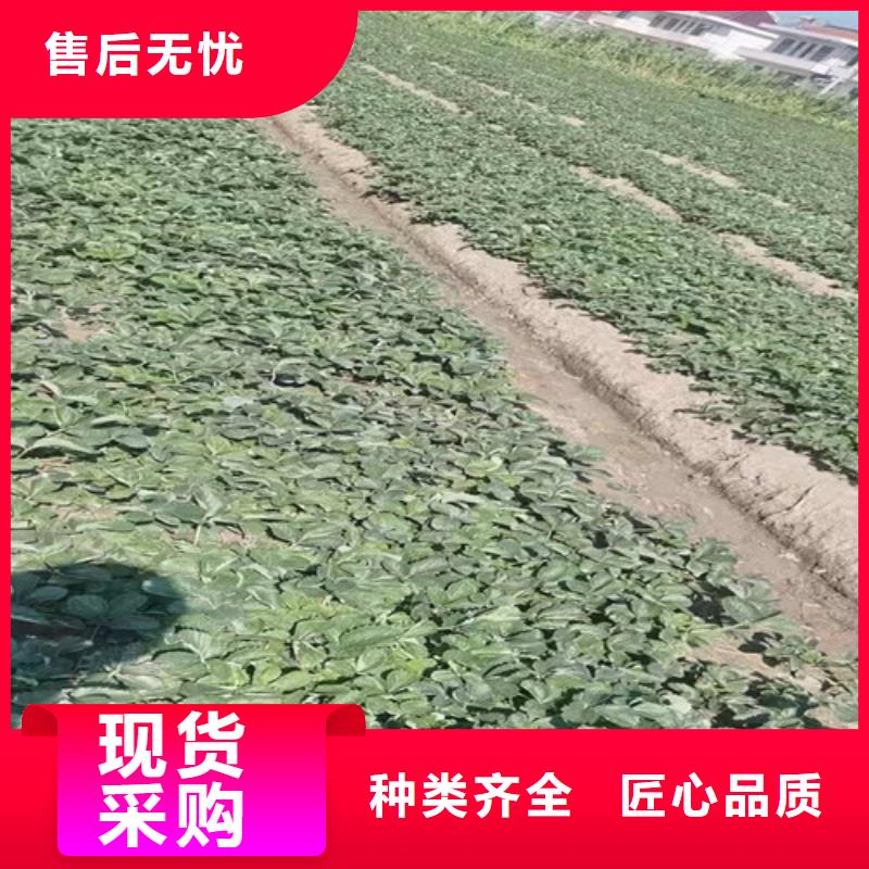 草莓苗厂家货源稳定