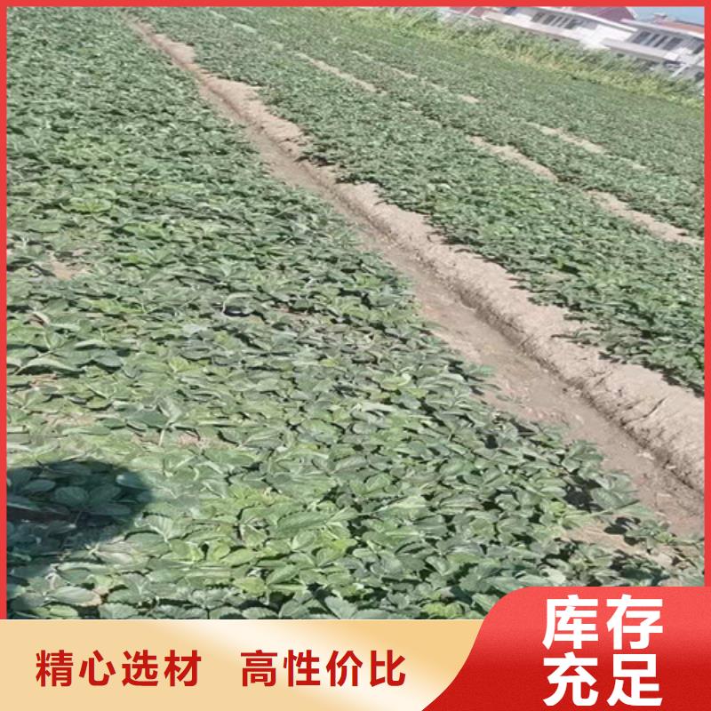 草莓苗苹果苗厂家实力大