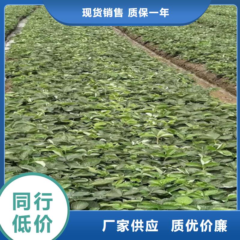 草莓苗【苹果苗】厂家直销大量现货