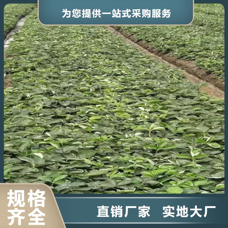 【草莓苗】蓝莓苗精心推荐