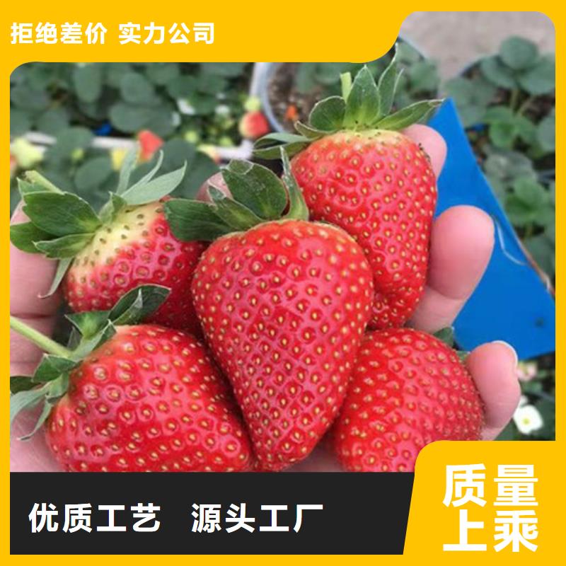 【草莓苗】蓝莓苗精心推荐