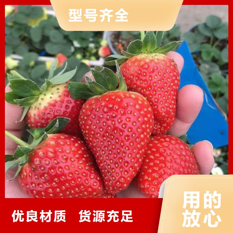 【草莓苗大棚草莓苗海量货源】