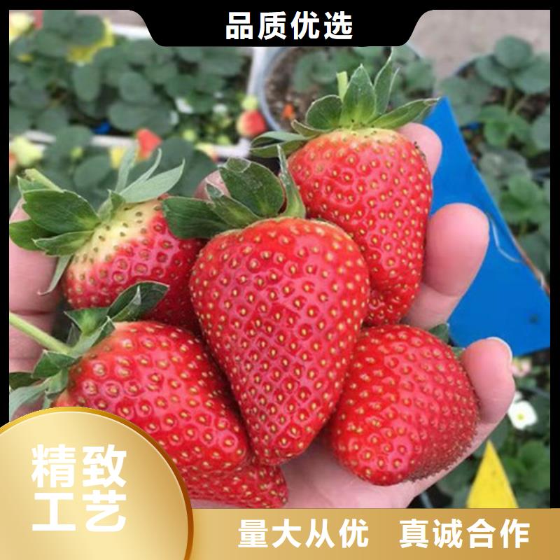 草莓苗-枣树苗现货齐全售后无忧