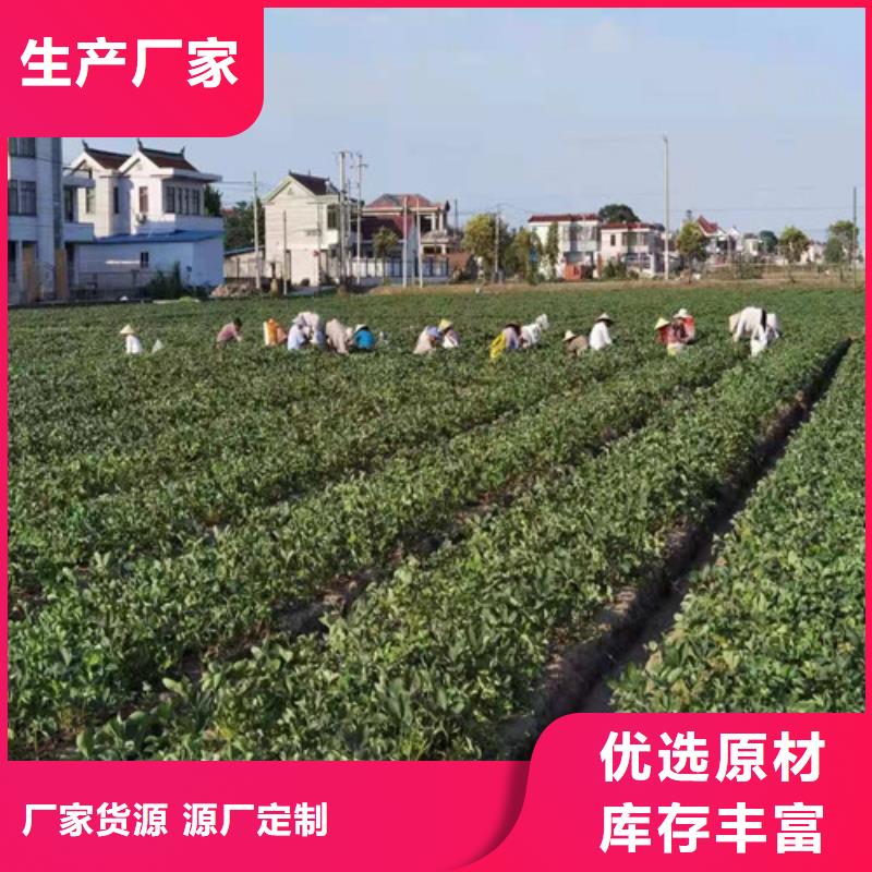 【草莓苗】桃树苗用的放心