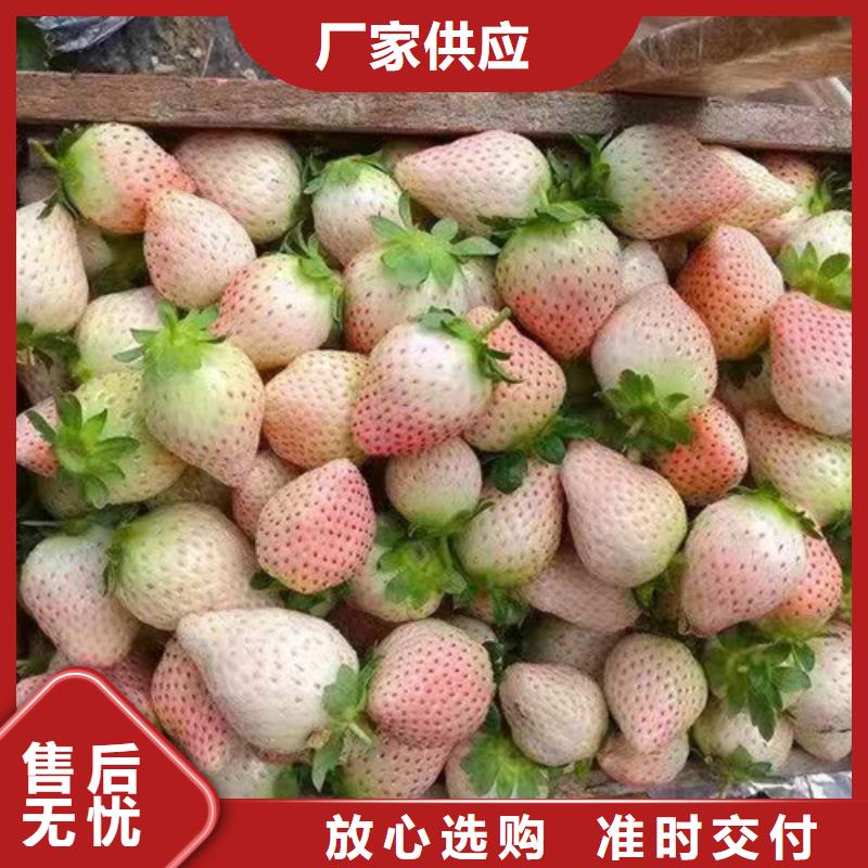 草莓苗【苹果苗】厂家直销大量现货