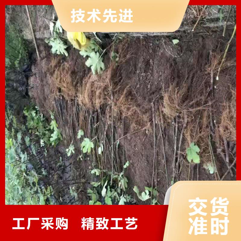 无花果【车厘子苗】主推产品