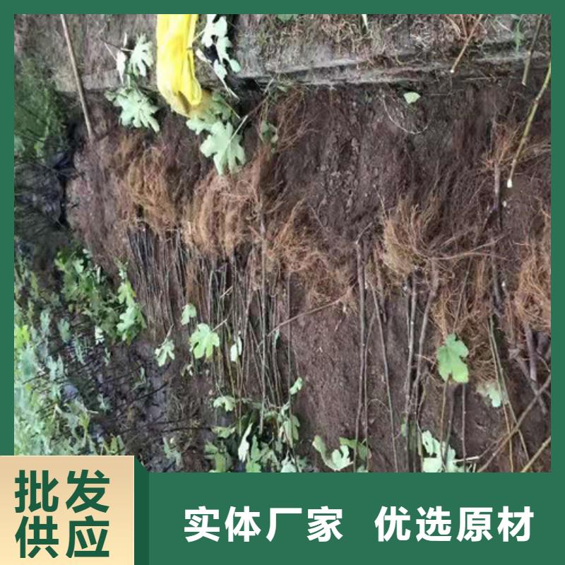 无花果_苹果苗每一处都是匠心制作