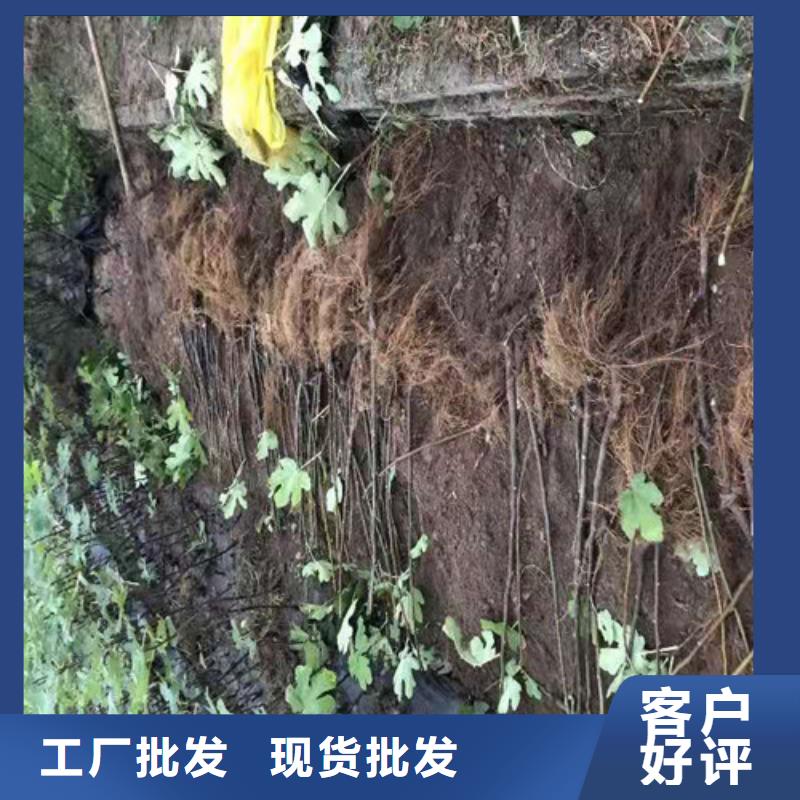 无花果核桃苗大品牌值得信赖