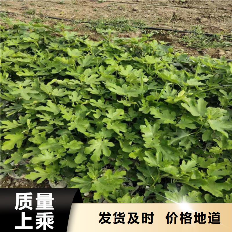 无花果山楂苗多年实力厂家