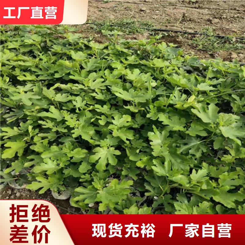 【无花果大棚草莓苗支持定制贴心售后】