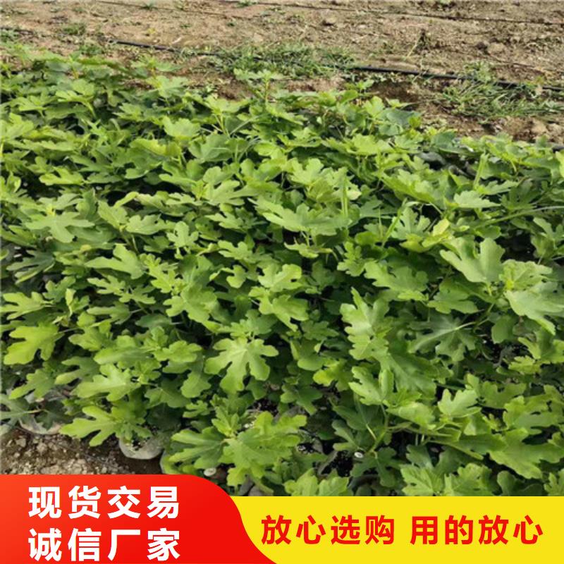 无花果葡萄苗优势