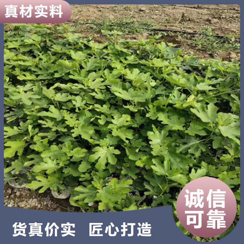 无花果,蓝莓苗制造厂家