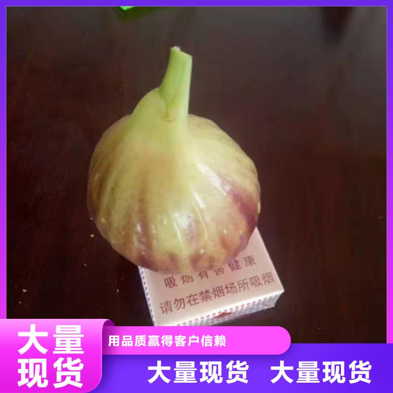 无花果_大棚草莓苗为您精心挑选