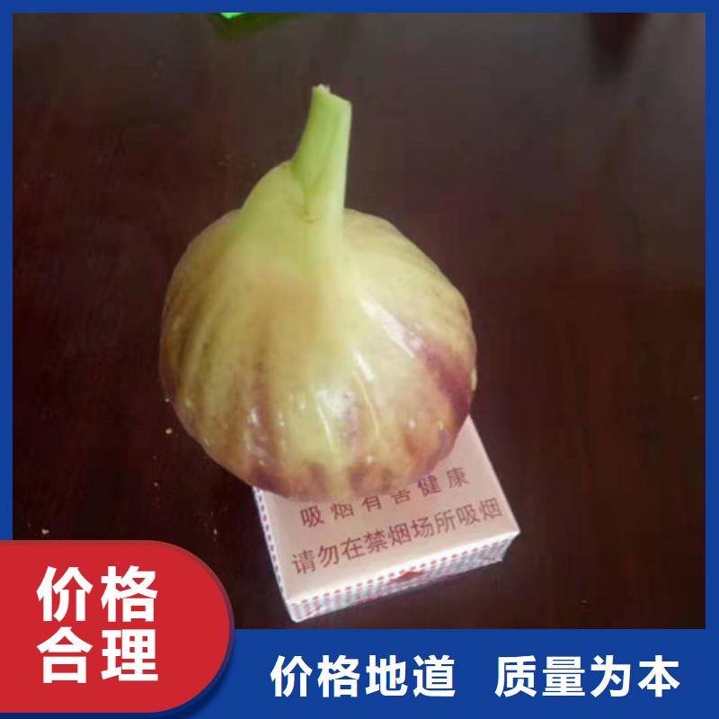 【无花果红颜草莓苗供您所需】