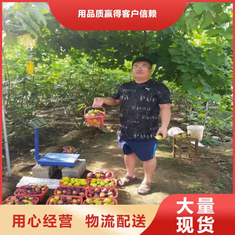 无花果桃树苗厂家新品