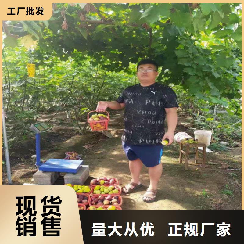 【无花果_鲁樱三号樱桃专注生产N年】