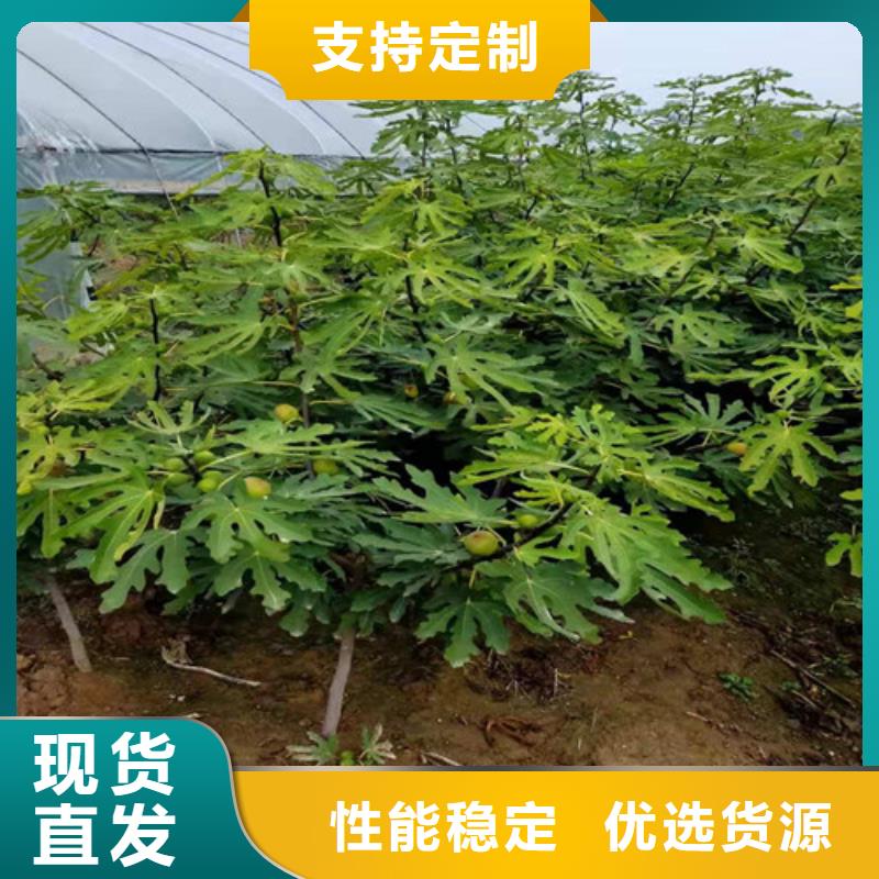 无花果玉露香梨苗工期短发货快