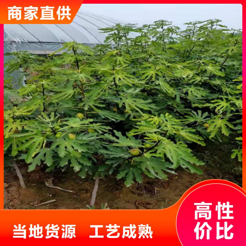 无花果玉露香梨苗超产品在细节