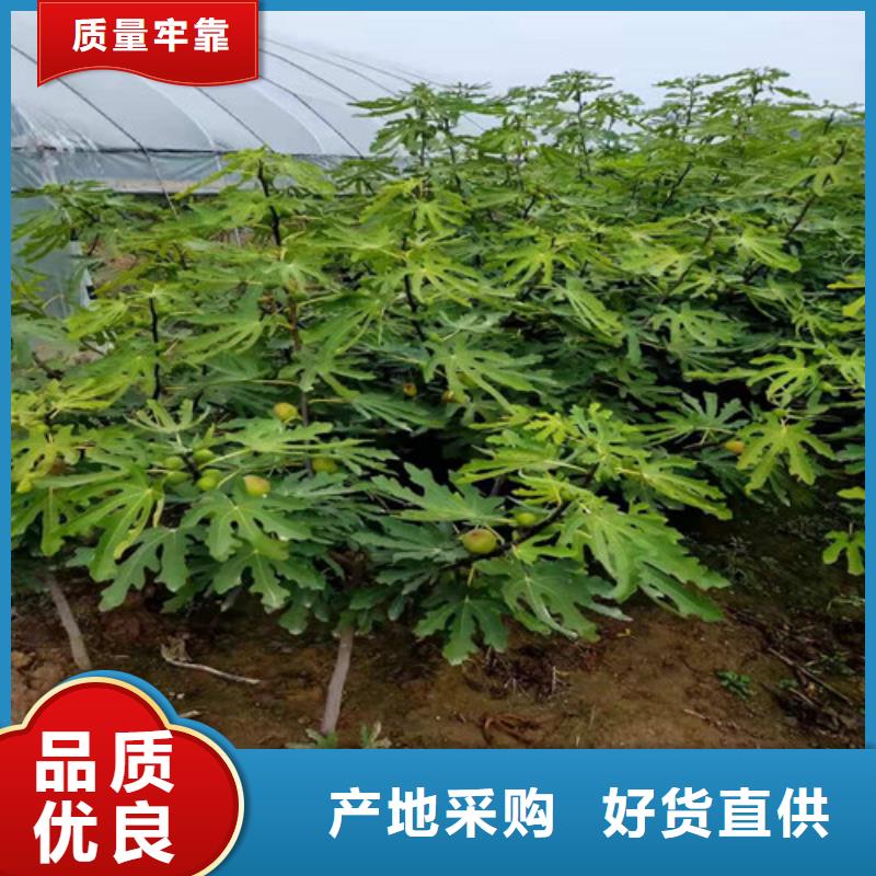 无花果油桃苗工厂现货供应