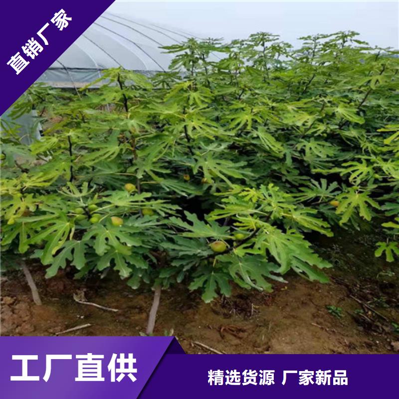 无花果_梨树苗品牌大厂家