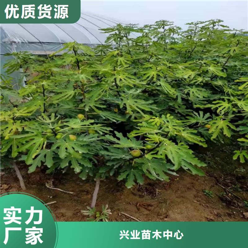 【无花果大棚草莓苗支持定制贴心售后】