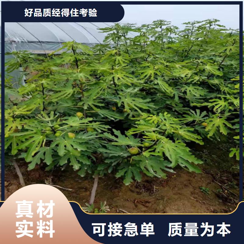 无花果玉露香梨苗工期短发货快