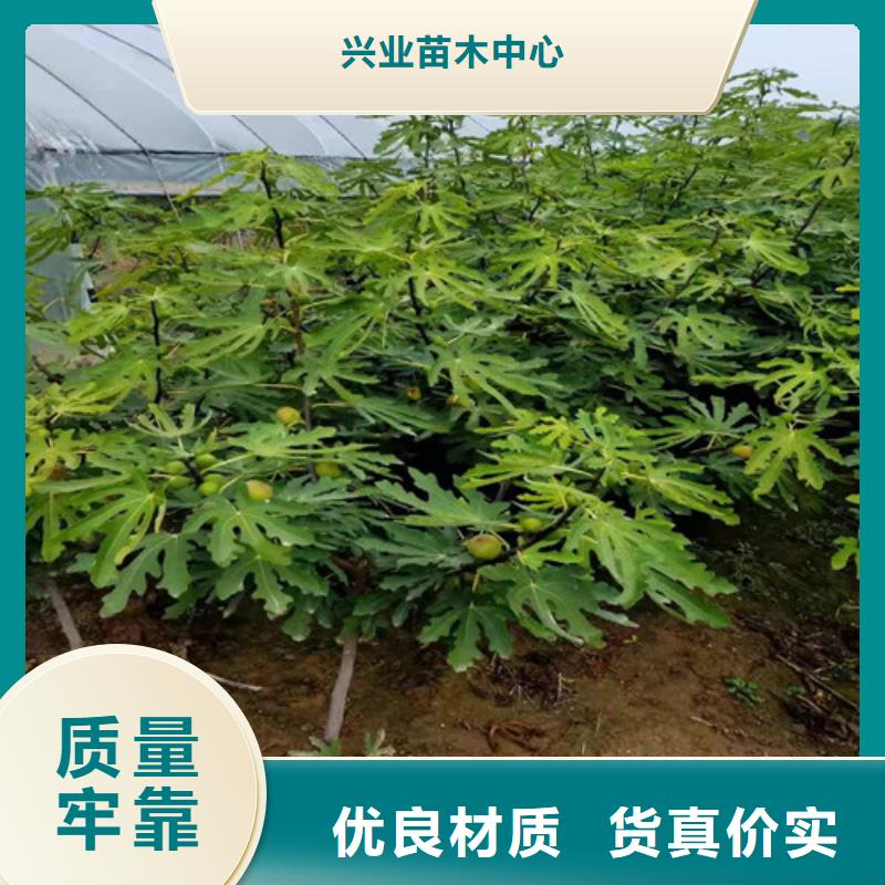 【无花果红颜草莓苗供您所需】