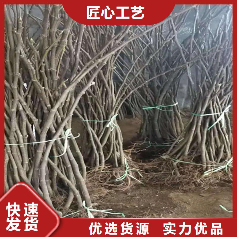 无花果-【核桃苗】自营品质有保障