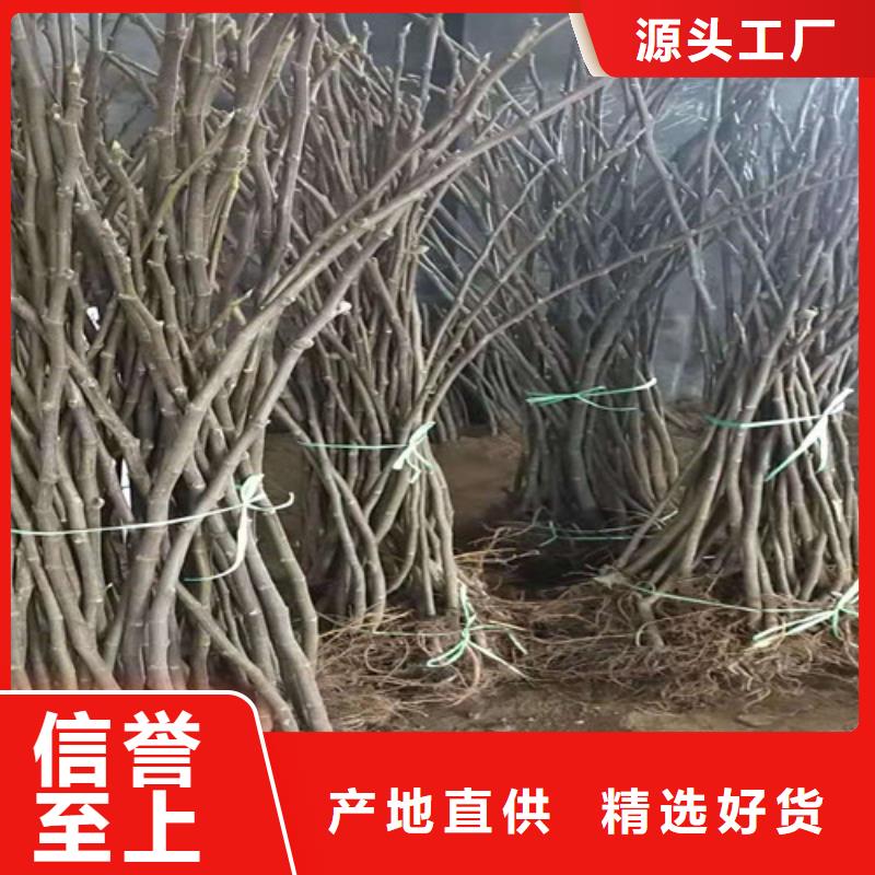 无花果1公分杏树苗一站式采购方便省心