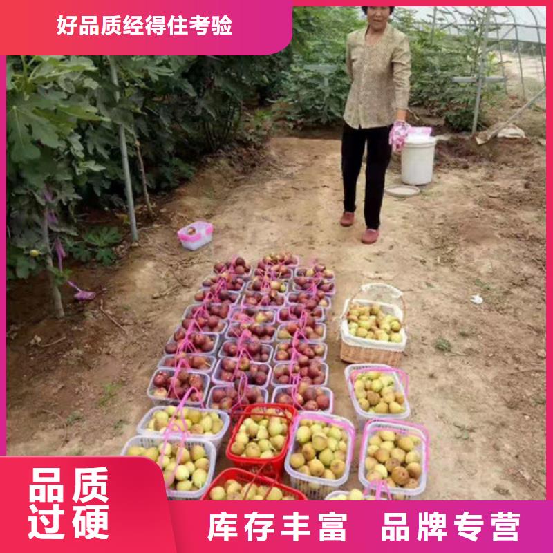 无花果山楂苗多年实力厂家