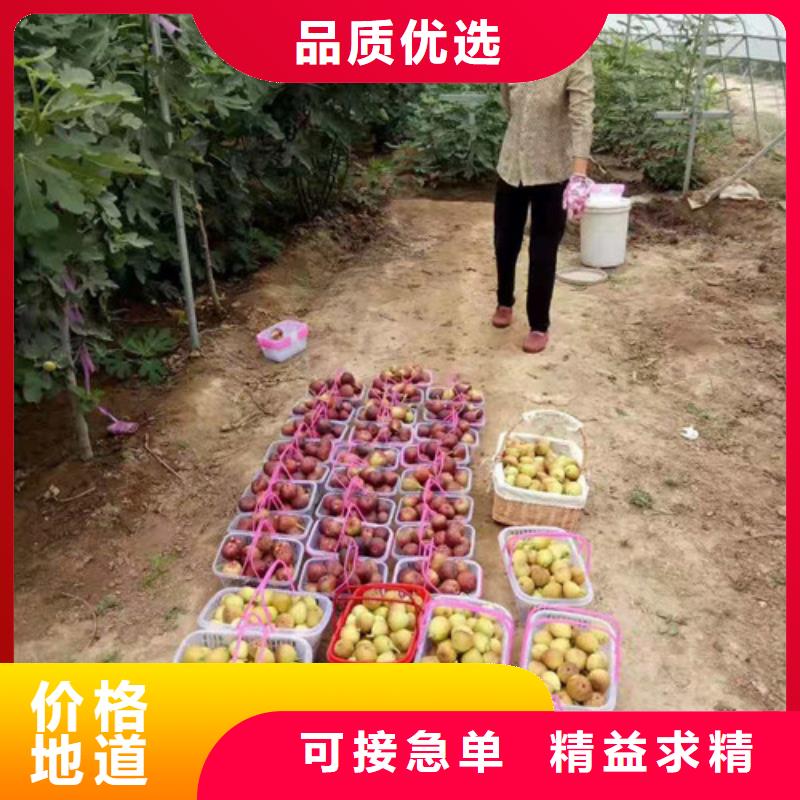 无花果山楂苗多年实力厂家