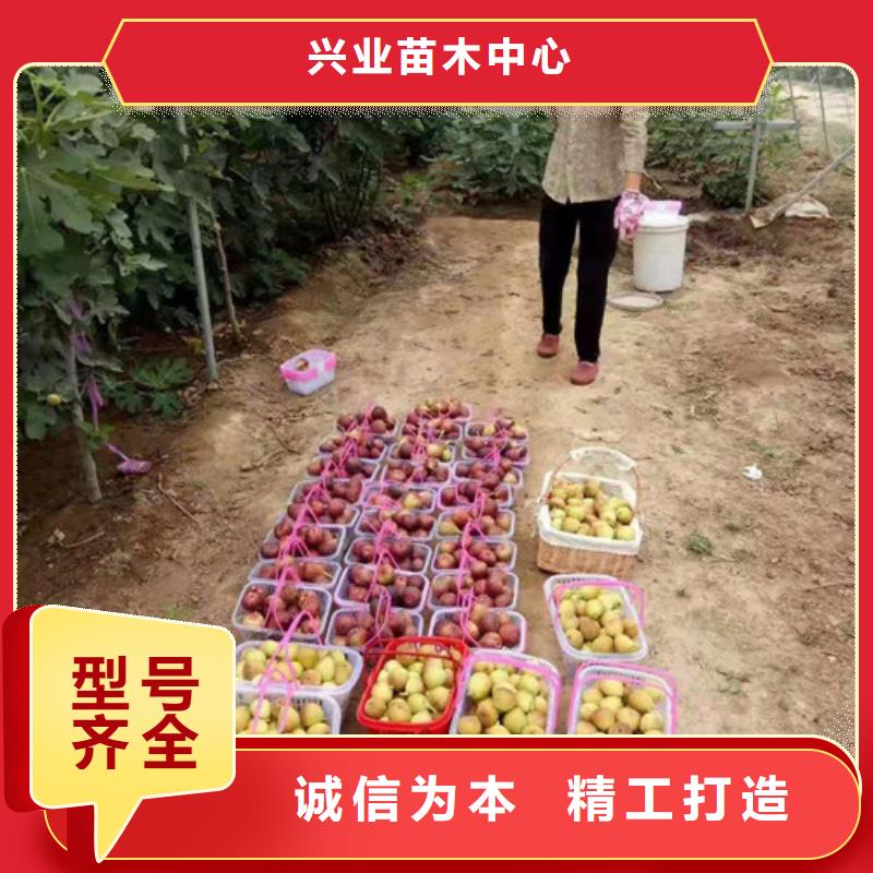 【无花果_鲁樱三号樱桃专注生产N年】