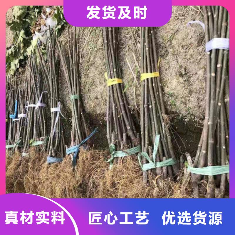 无花果玉露香梨苗超产品在细节