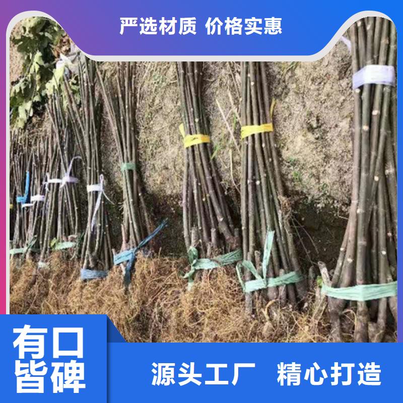 无花果【鲁樱三号樱桃】匠心品质