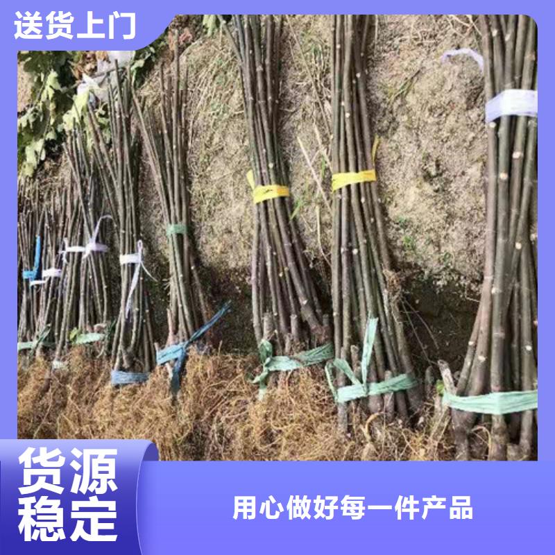 无花果大棚草莓苗让客户买的放心