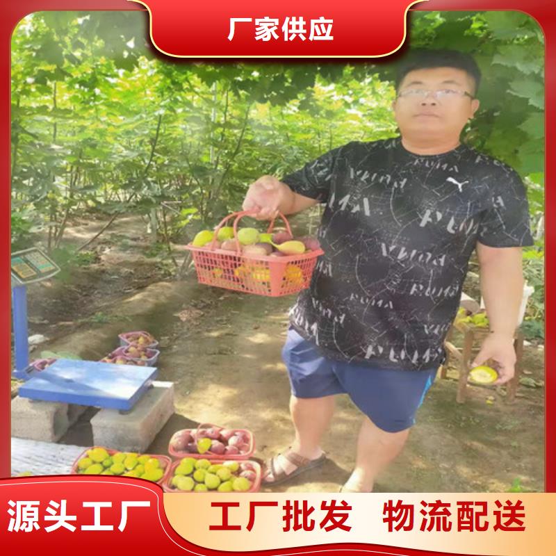 无花果苹果苗厂家售后完善