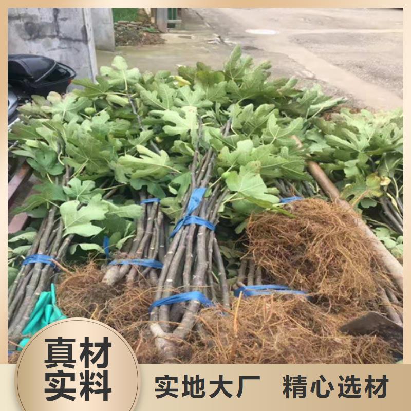 无花果樱桃树苗现货