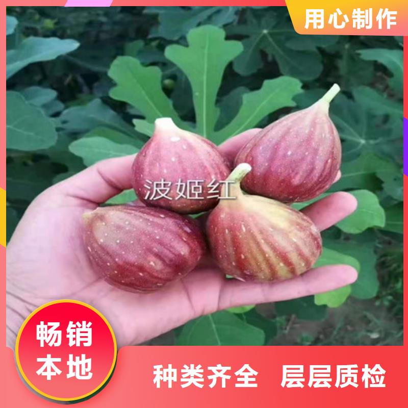 无花果_樱桃树苗品质商家