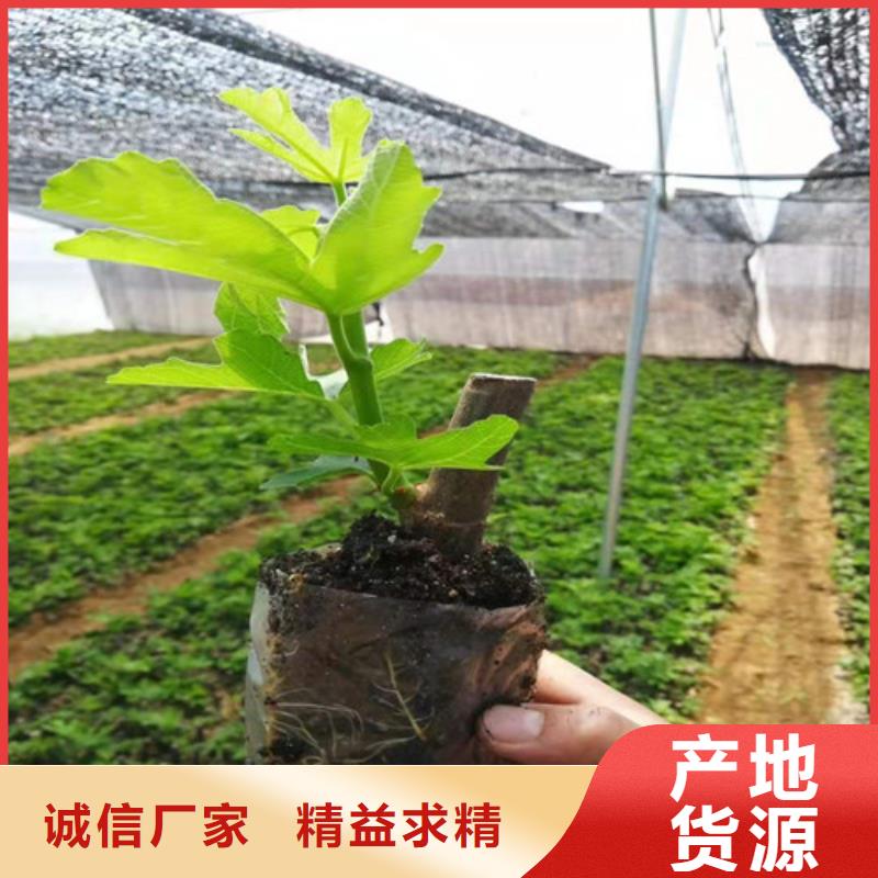 【无花果】大红袍花椒苗优良工艺