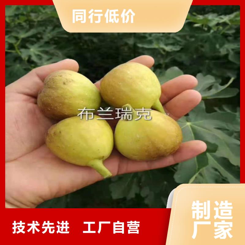 无花果桃树苗真材实料加工定制