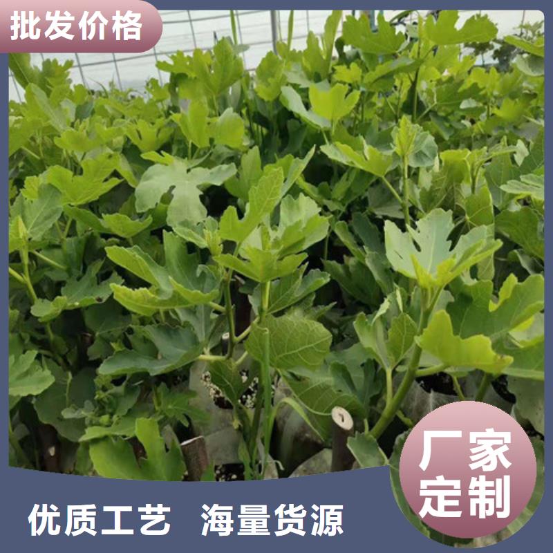 无花果【鲁樱三号樱桃】匠心品质