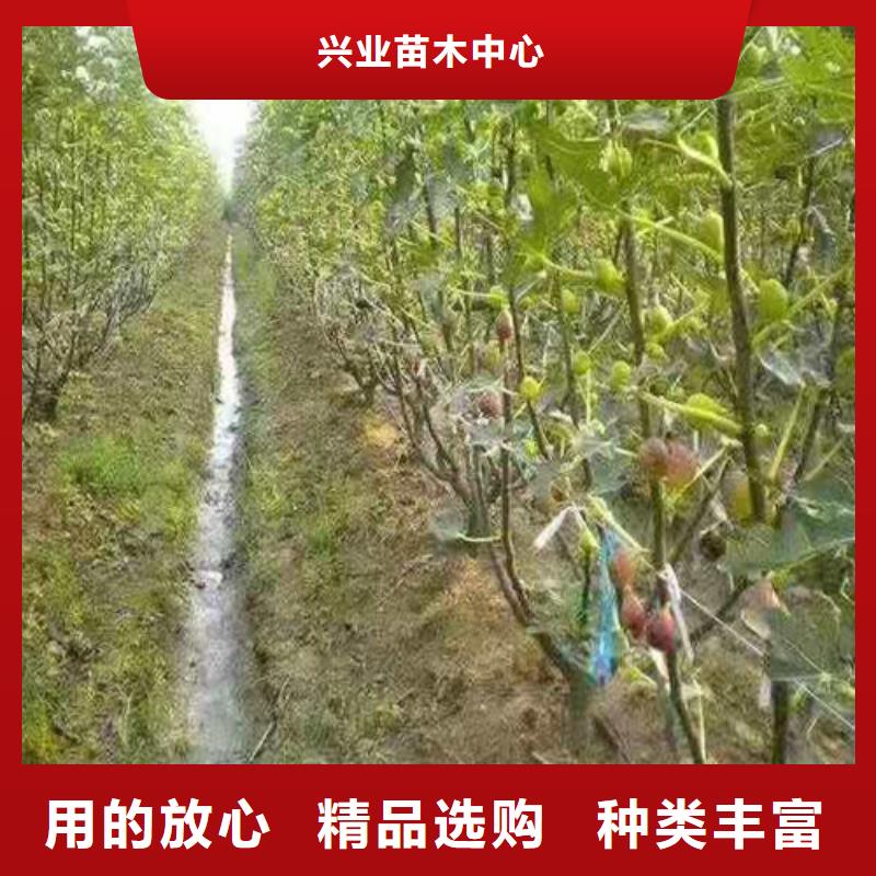 【无花果核桃苗厂家采购】