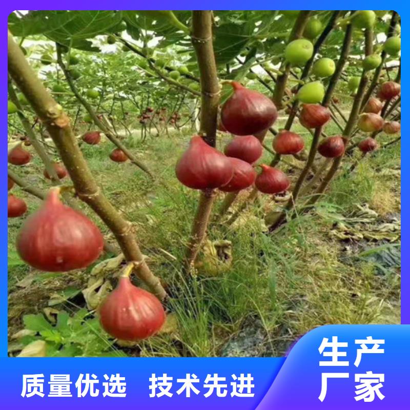 无花果,红耔山楂苗品质优选