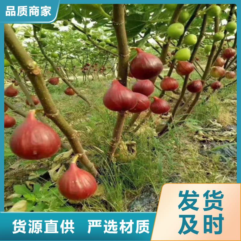 无花果,香椿树苗敢与同行比价格