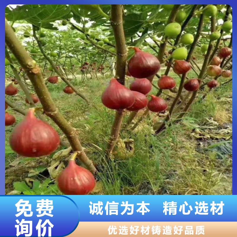 【无花果】大红袍花椒苗优良工艺