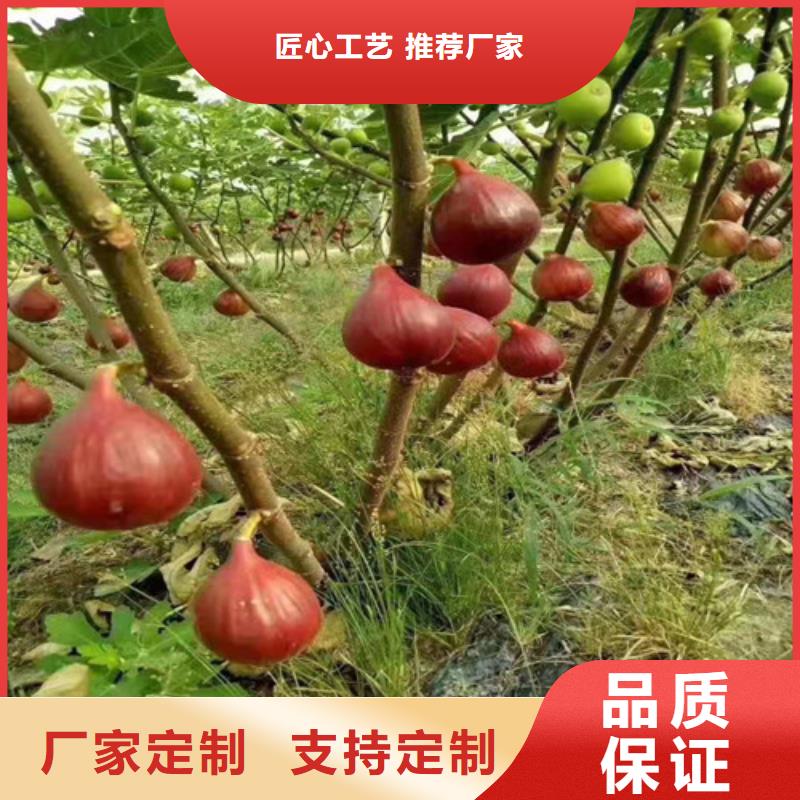 【无花果红颜草莓苗供您所需】